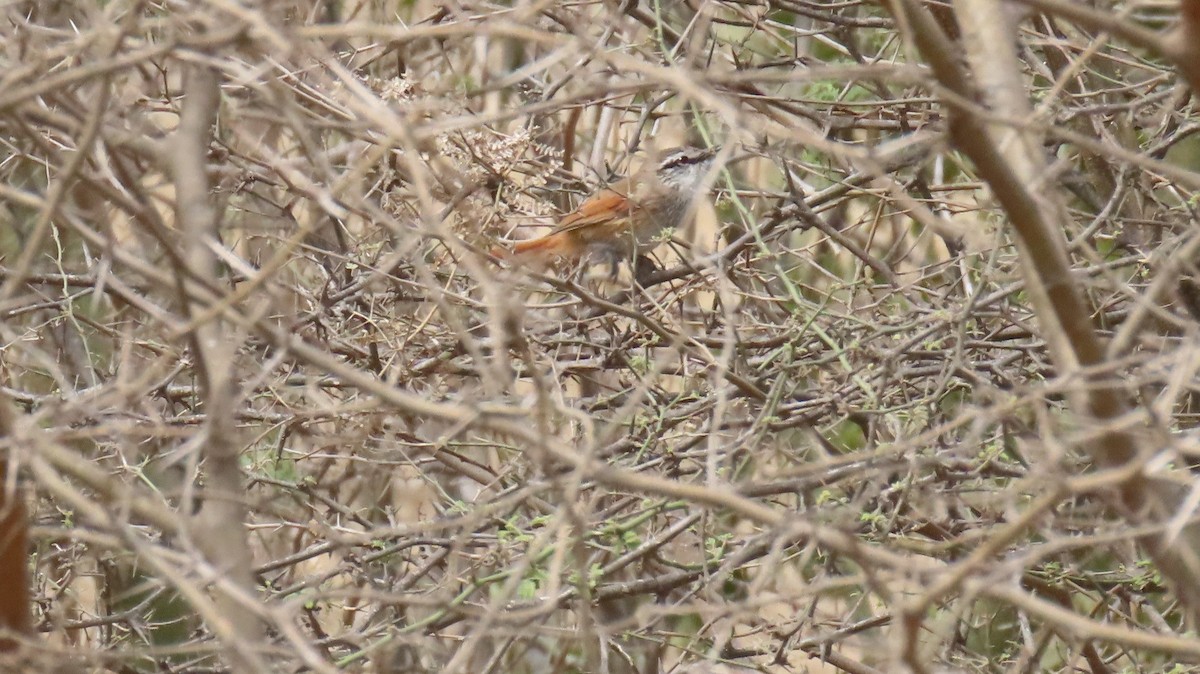 Necklaced Spinetail - ML626101222