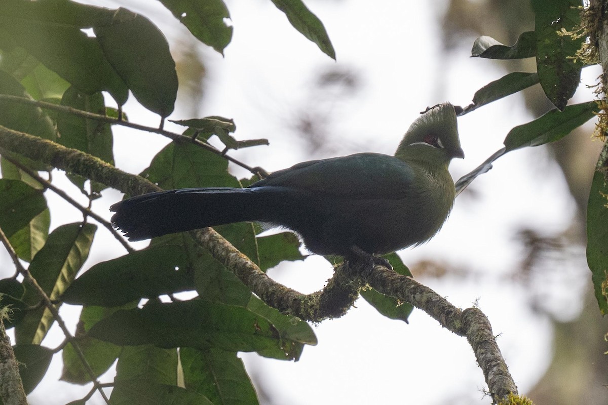 Black-billed Turaco - ML626101283