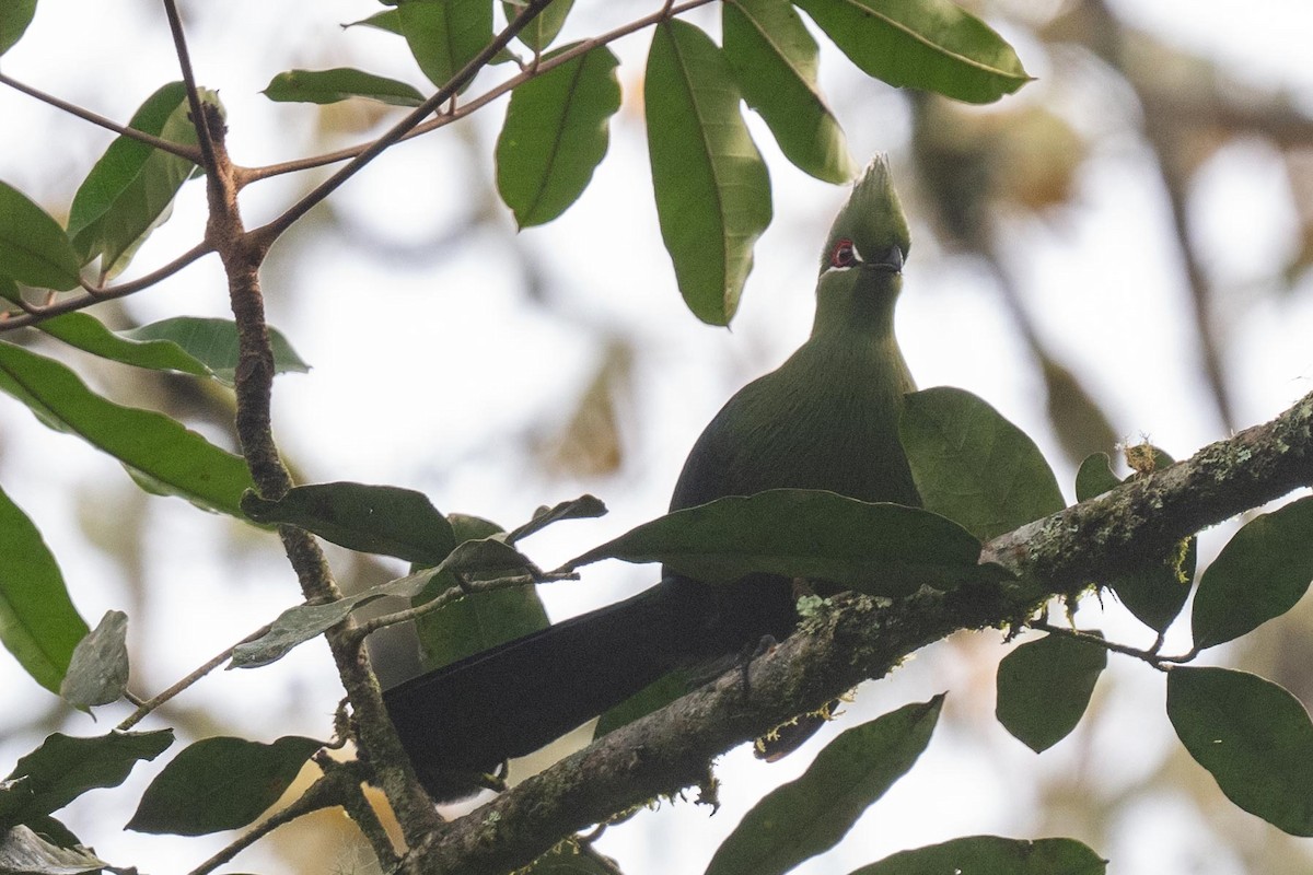 Black-billed Turaco - ML626101284