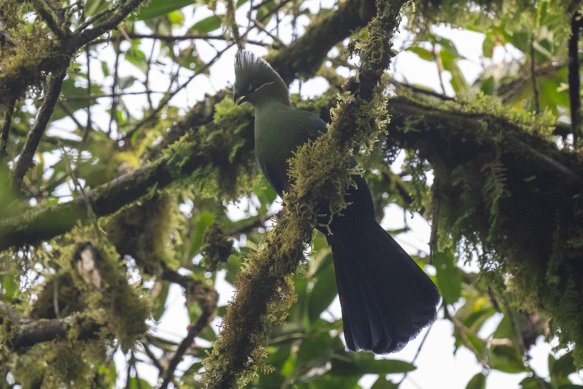 Black-billed Turaco - ML626101285