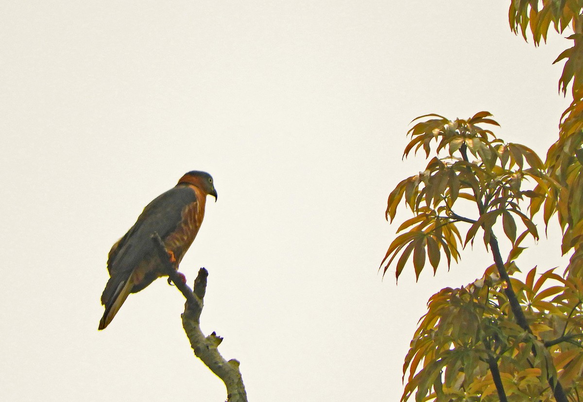 Hook-billed Kite - ML626101542