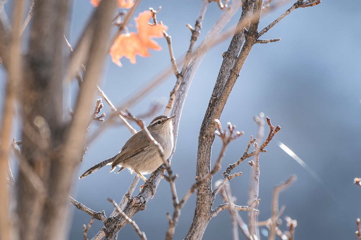 Bewick's Wren - ML626101663