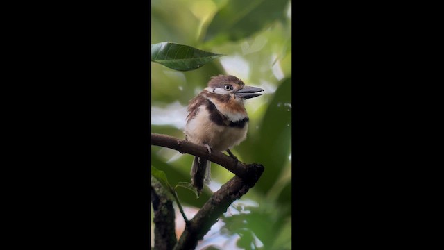 Russet-throated Puffbird - ML626101680
