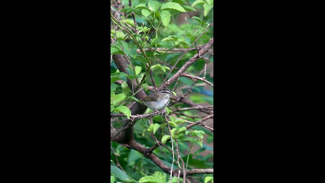 Tocuyo Sparrow - ML626101699