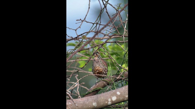Capped Heron - ML626101718