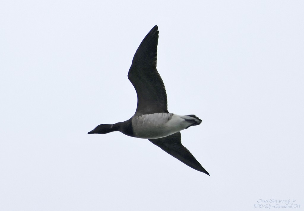 Brant - ML626101735