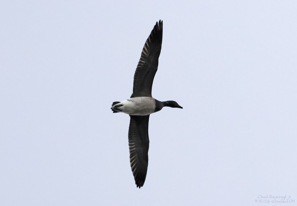 Brant - ML626101736