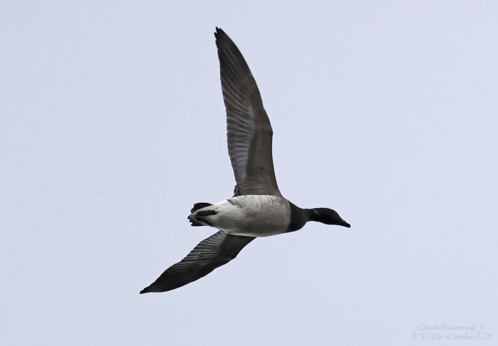 Brant - ML626101737