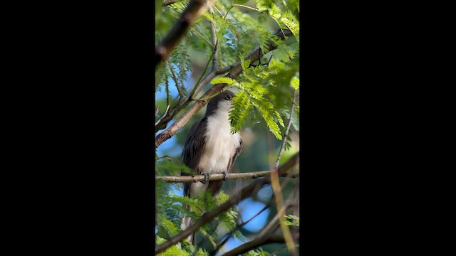 Yellow-billed Cuckoo - ML626101757
