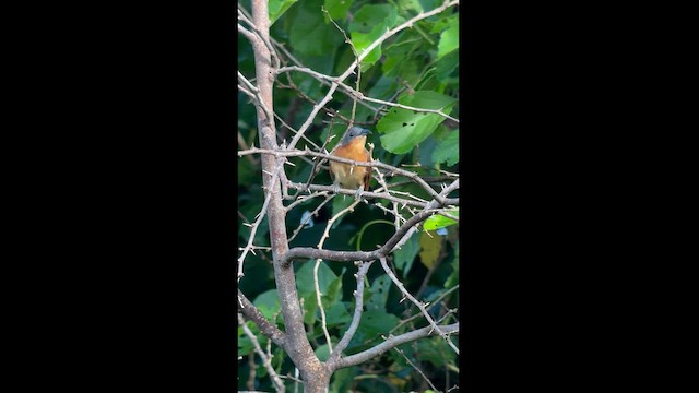 Gray-capped Cuckoo - ML626101778