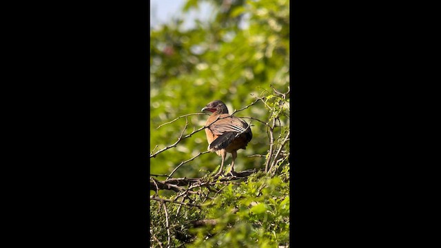 Rufous-vented Chachalaca - ML626101818