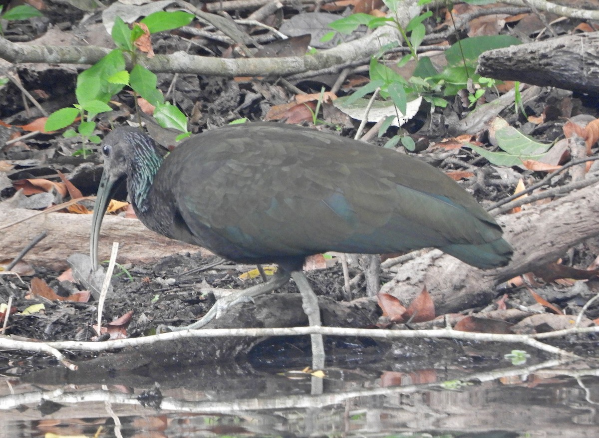 Green Ibis - ML626101957