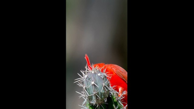 Cardinal vermillon - ML626101964