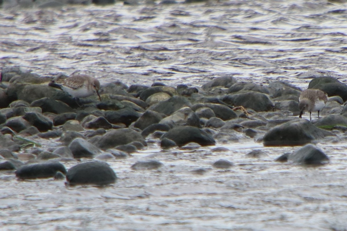 Побережник чорногрудий - ML626102071