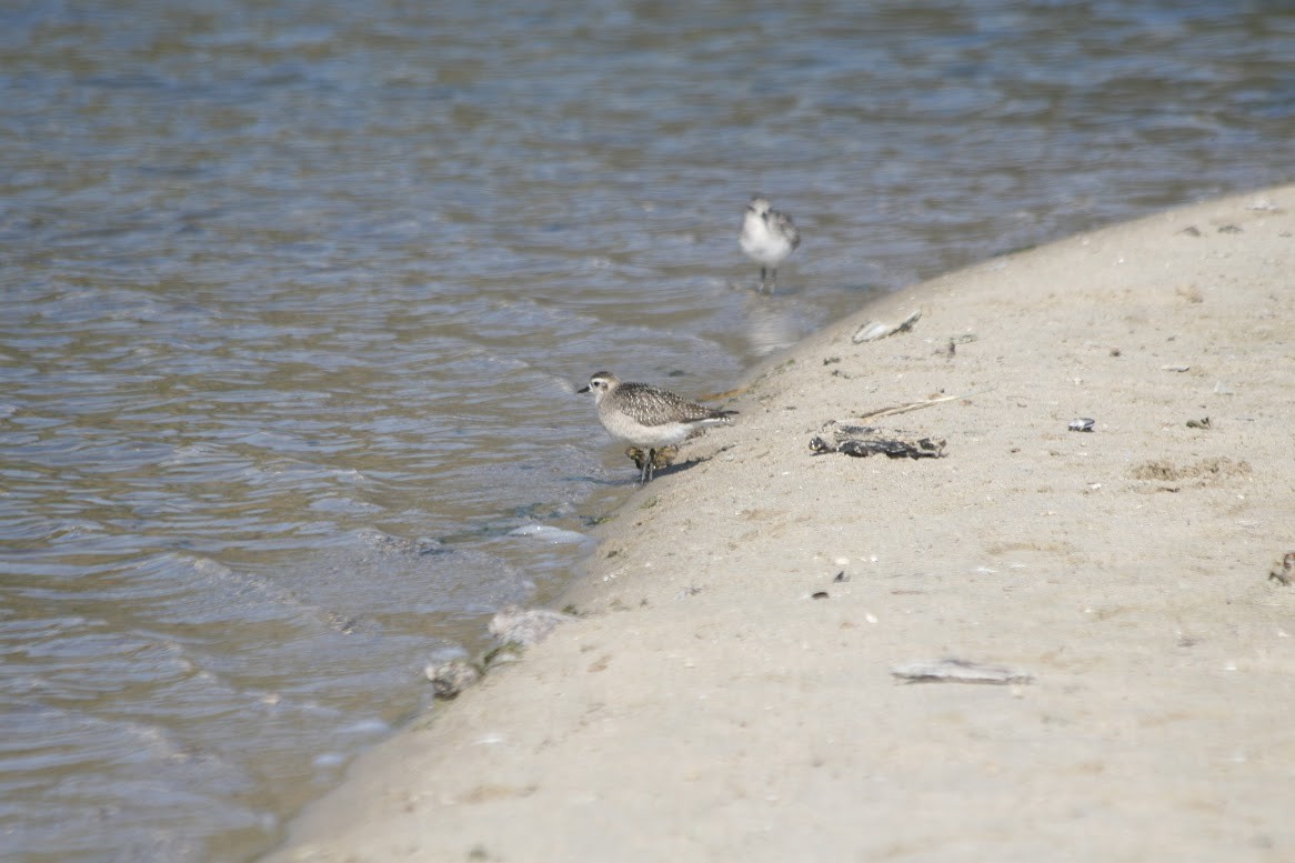 American Golden-Plover - ML626102144