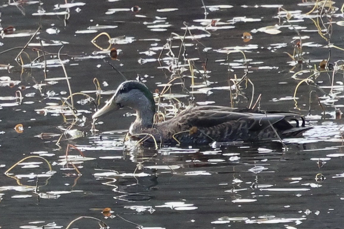 Mallard x American Black Duck (hybrid) - ML626102297