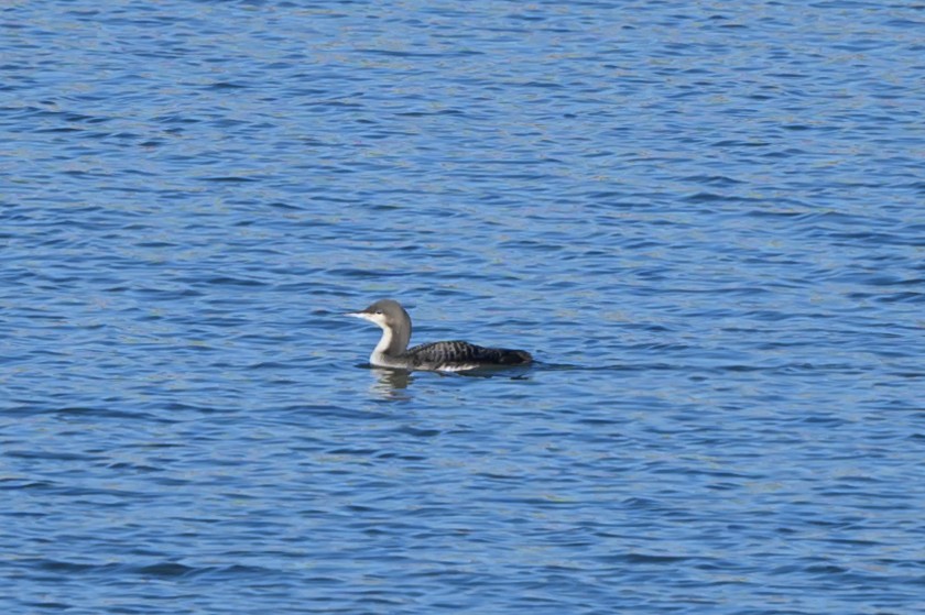 Pacific Loon - ML626102407