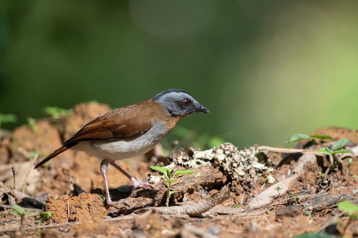Red-throated Alethe - ML626102626