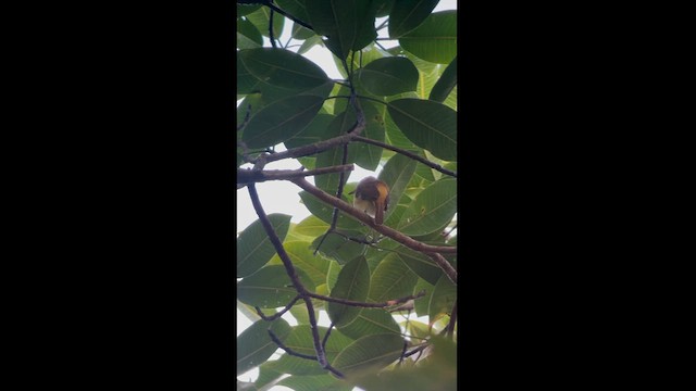 Bright-rumped Attila - ML626102823