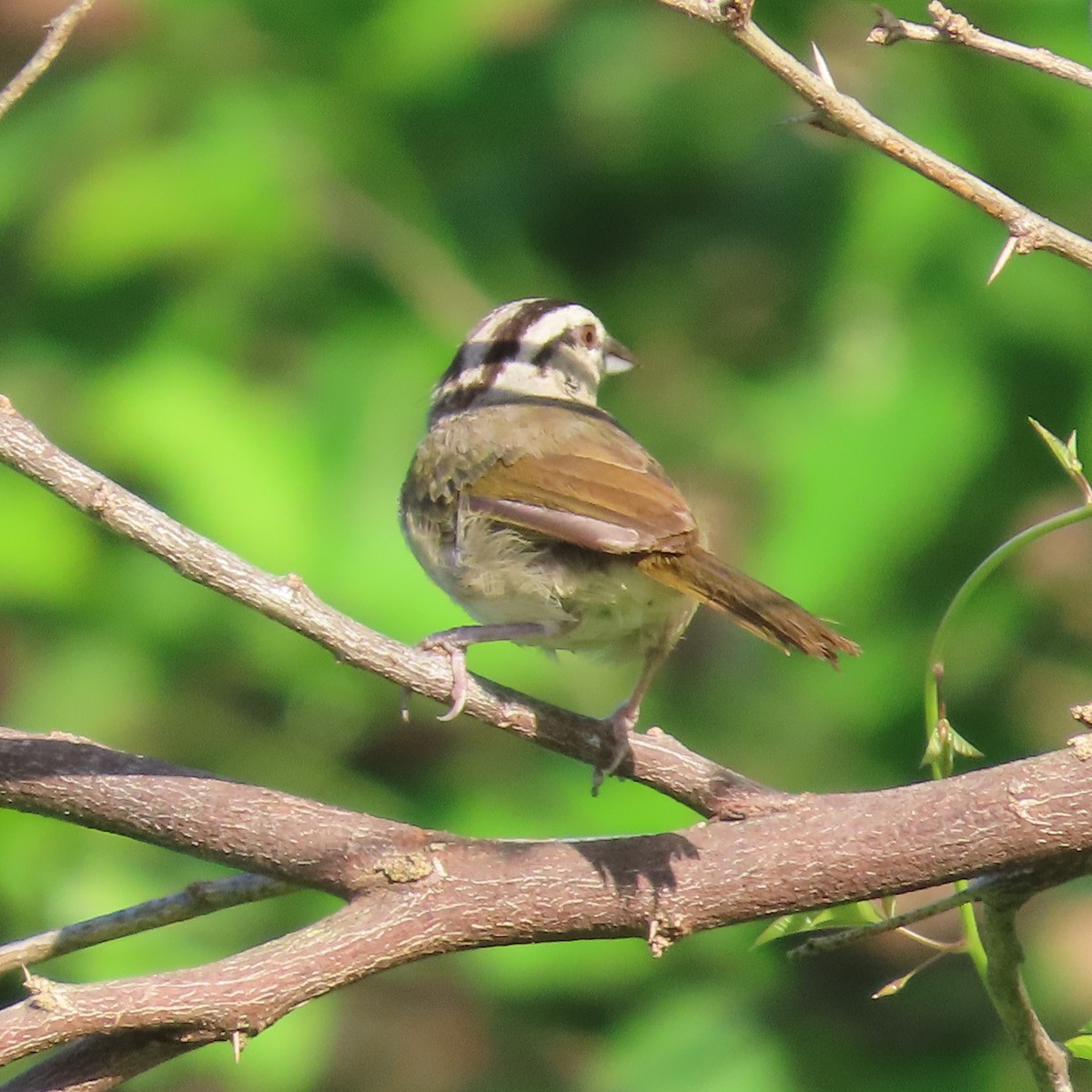 Tocuyo Sparrow - ML626102875