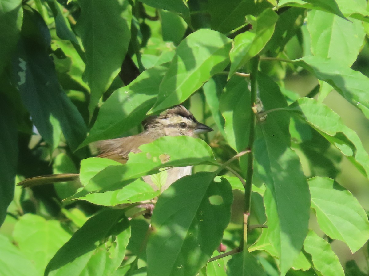 Tocuyo Sparrow - ML626102876