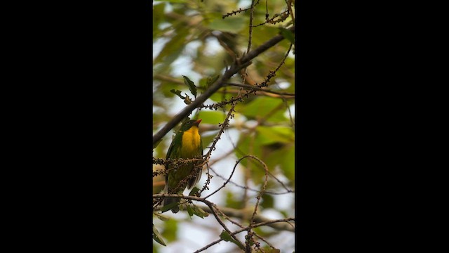 Golden-breasted Fruiteater - ML626102962
