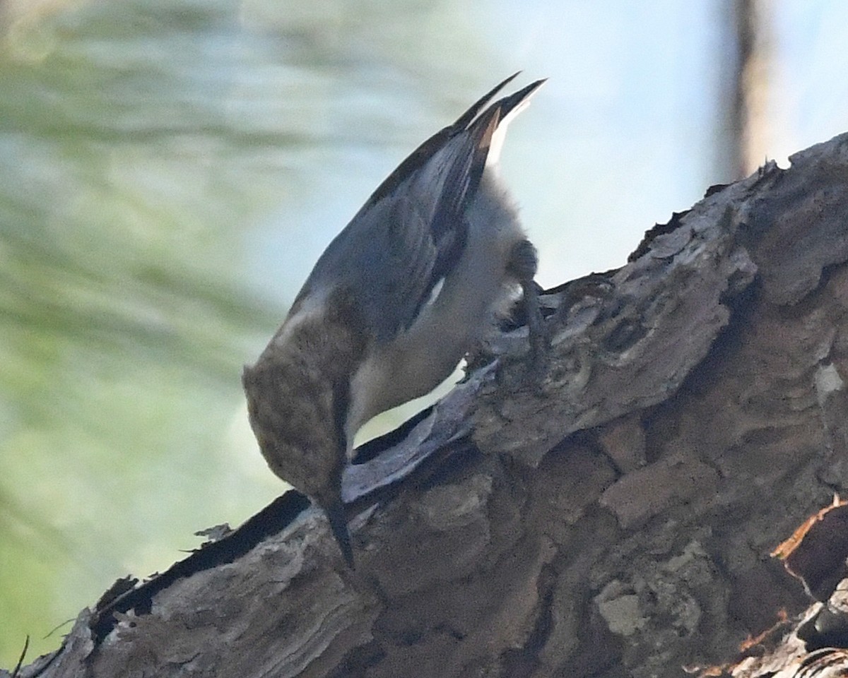 Brown-headed Nuthatch - ML626102972