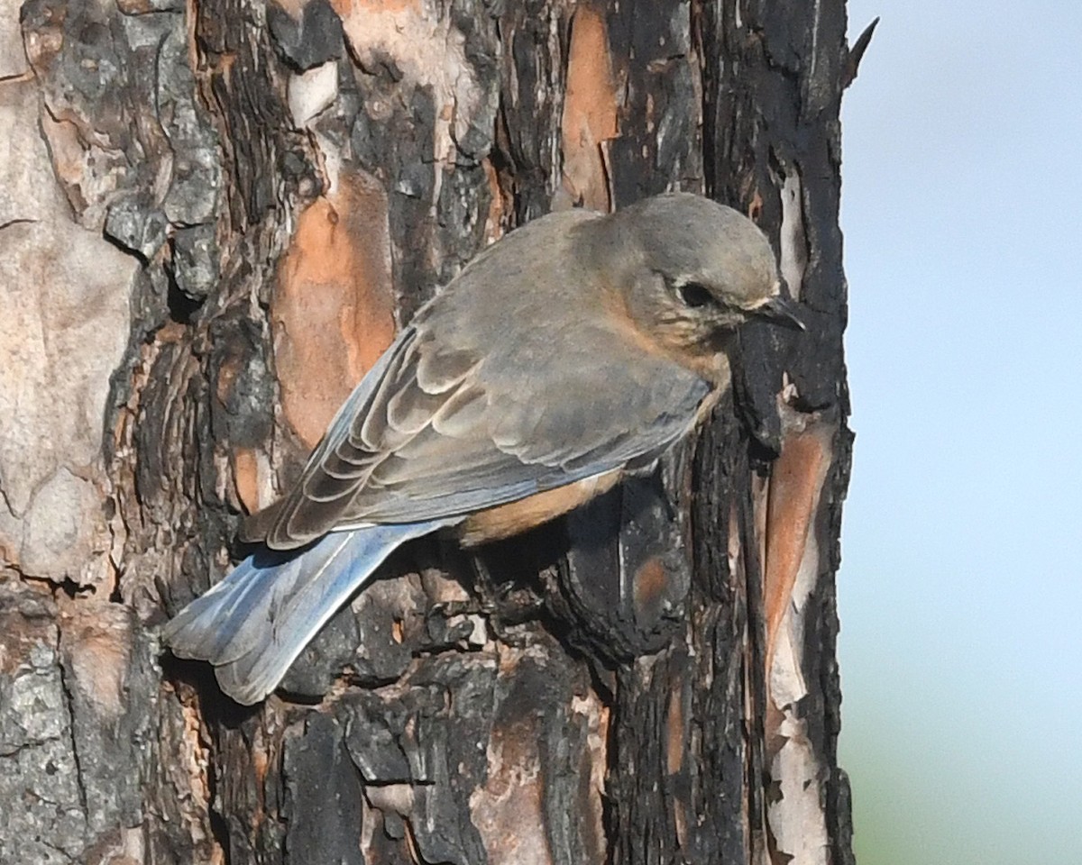 Eastern Bluebird - ML626102983