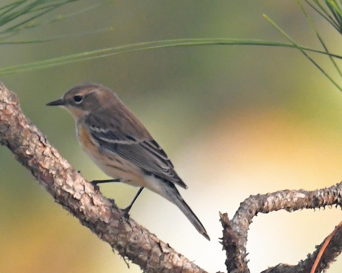 Yellow-rumped Warbler - ML626103009