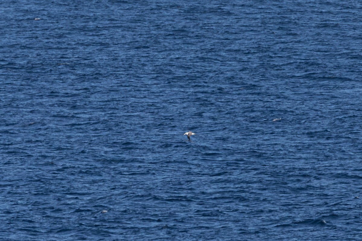 White-capped Albatross - ML626103084