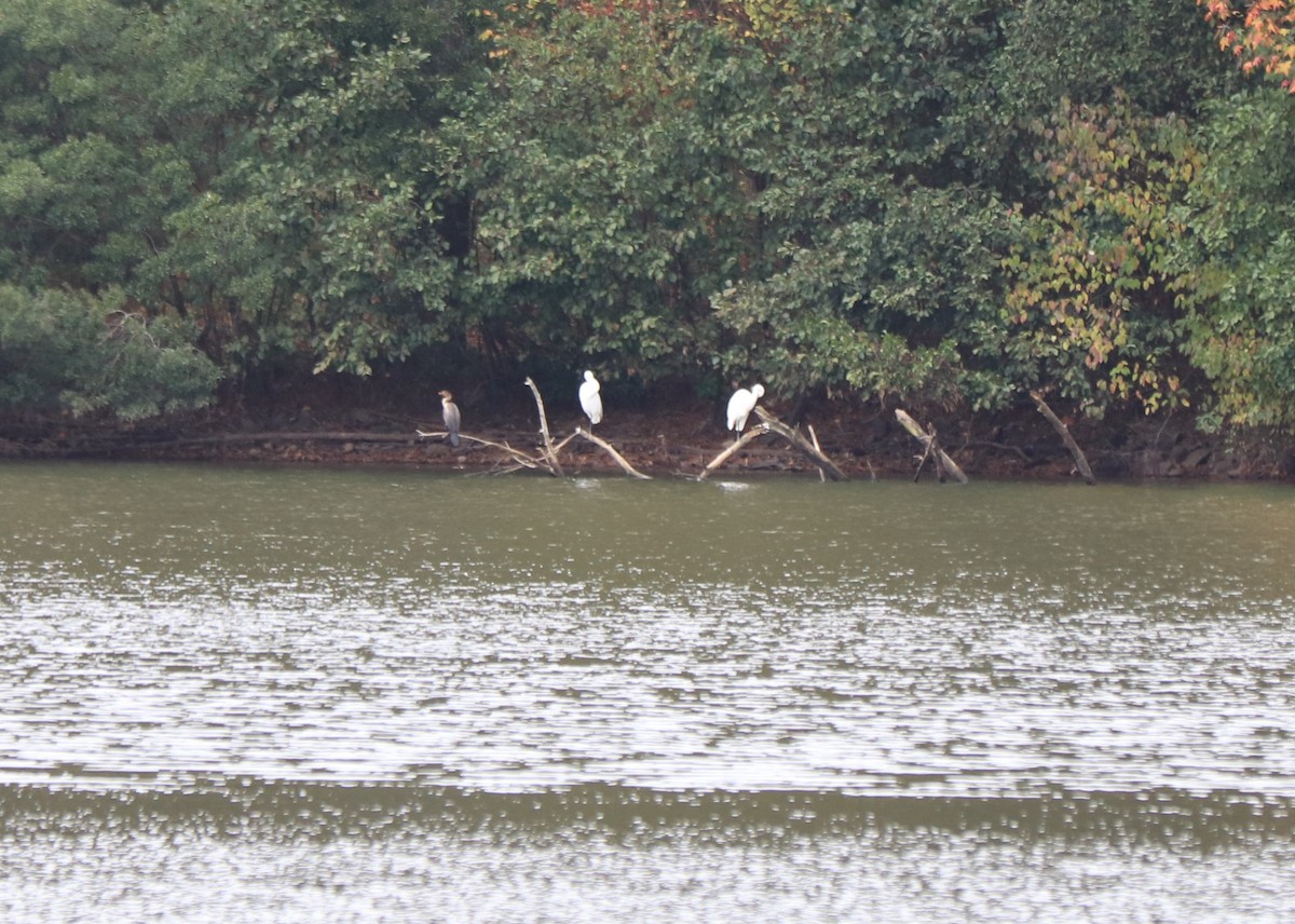 Double-crested Cormorant - ML626103426