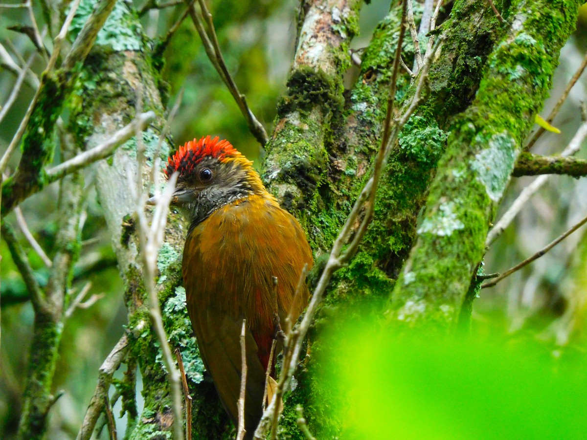 Red-rumped Woodpecker - ML626103460