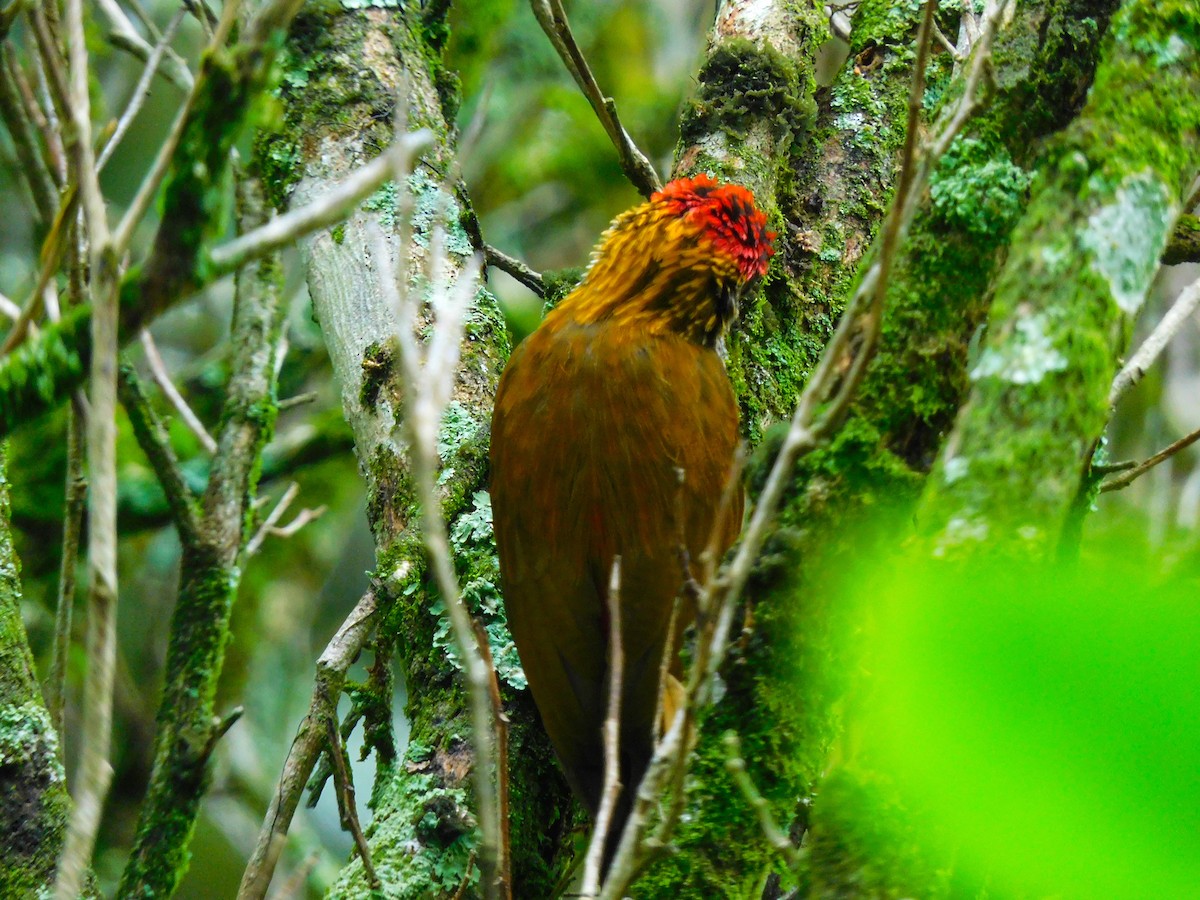 Red-rumped Woodpecker - ML626103461