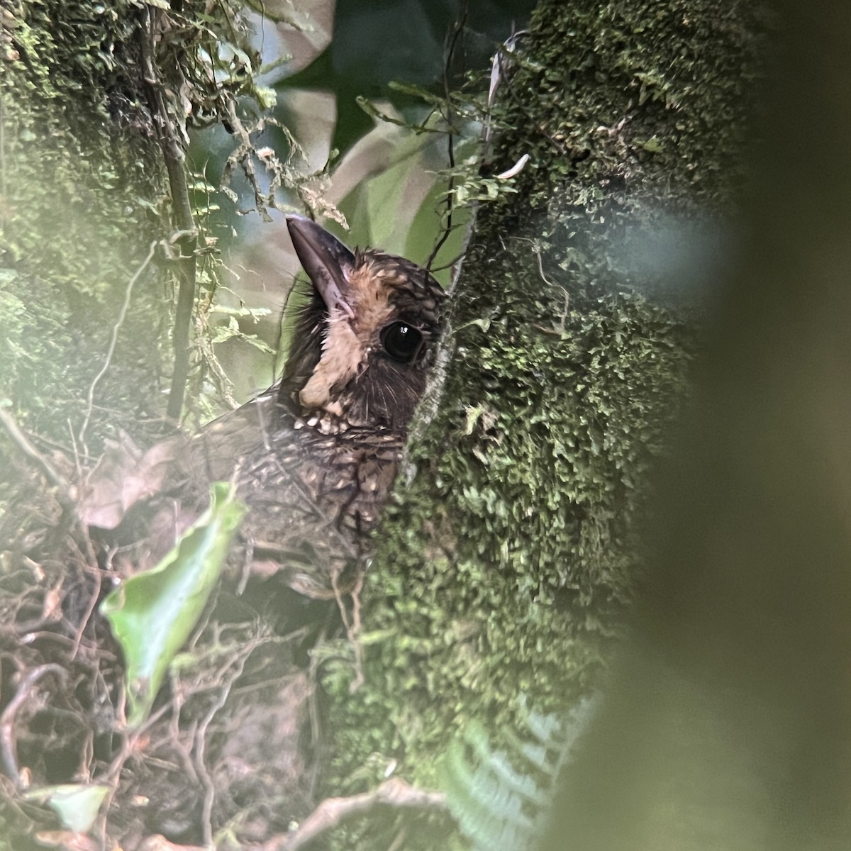 Variegated Antpitta - ML626103519