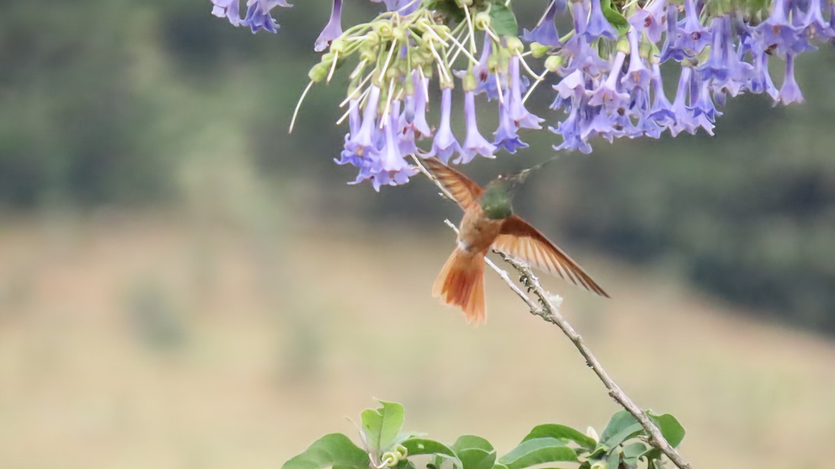 Green-headed Hillstar - ML626103556