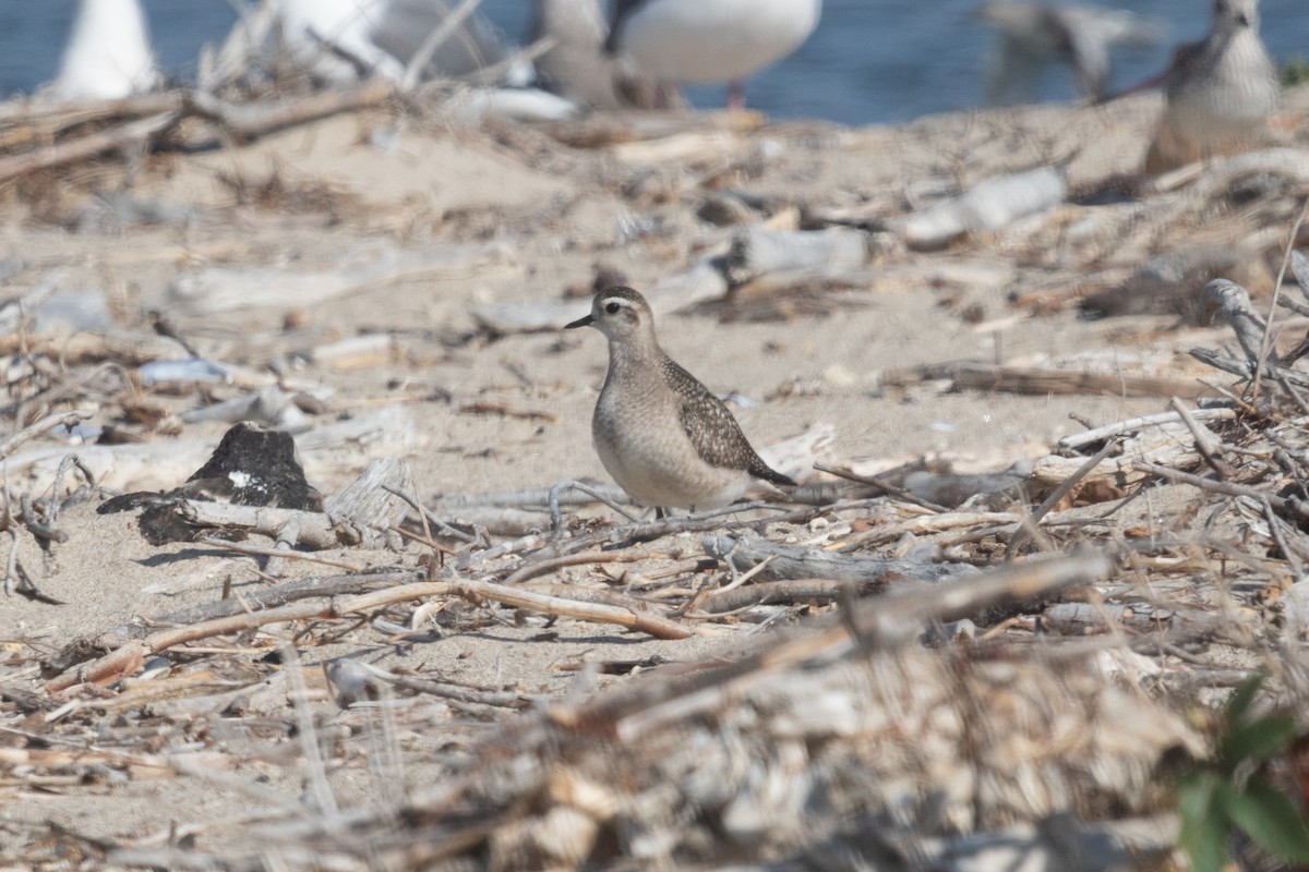 American Golden-Plover - ML626103557