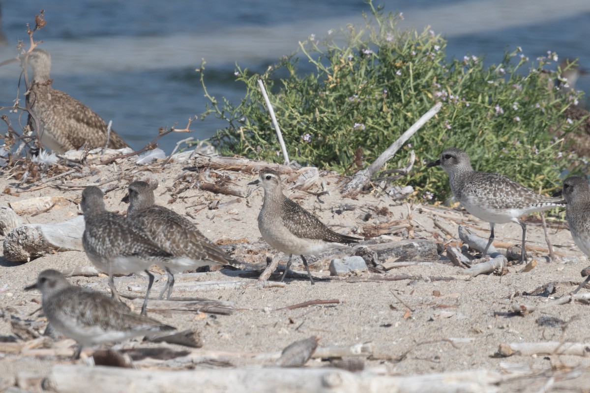 American Golden-Plover - ML626103558