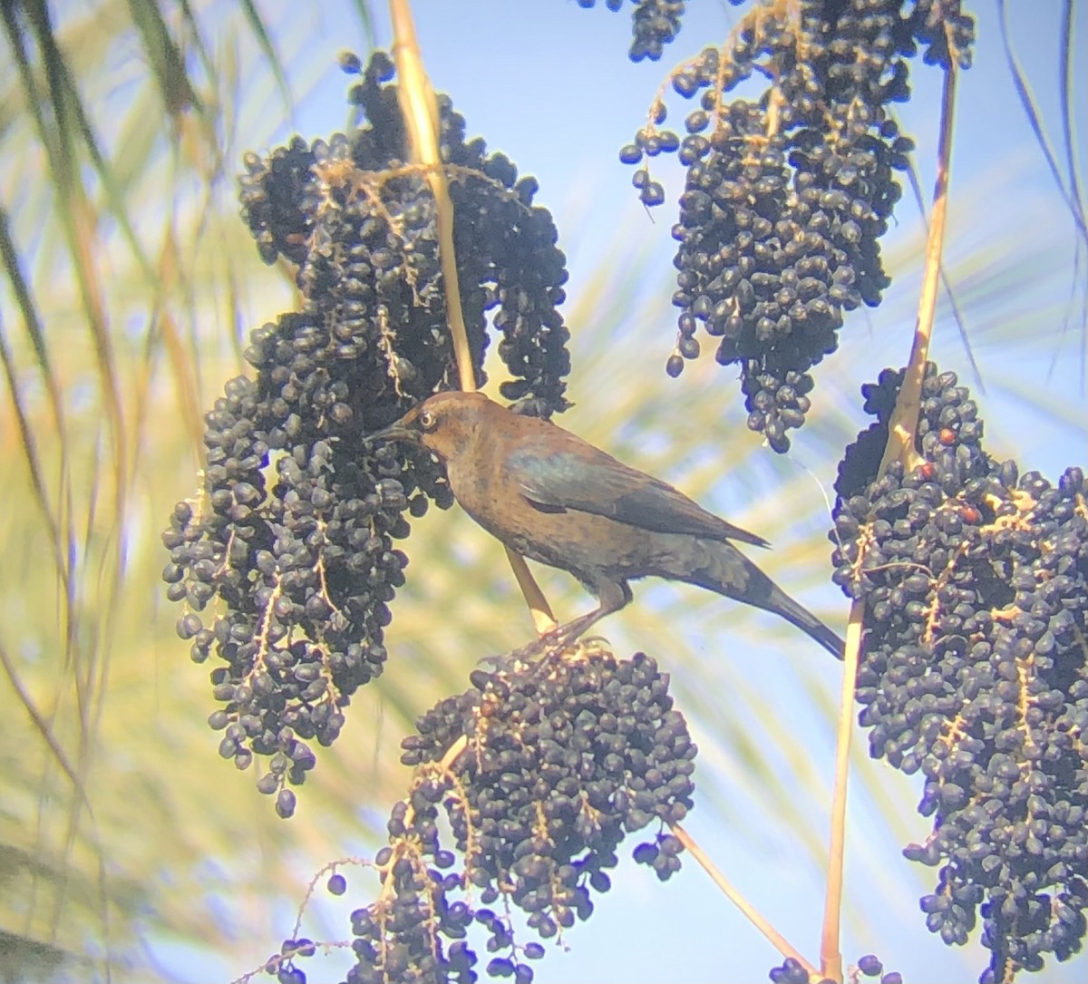 Rusty Blackbird - ML626103612