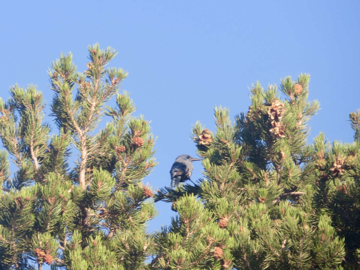 Pinyon Jay - ML626103677