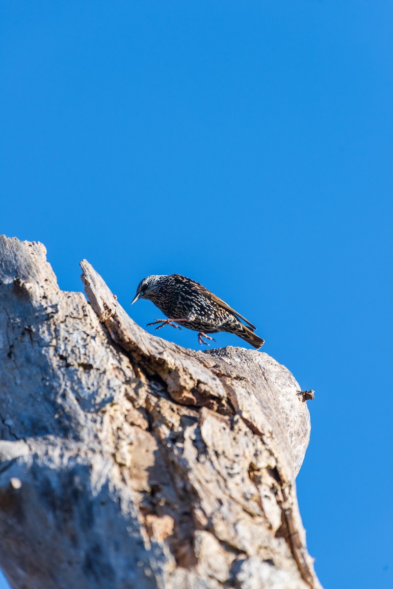European Starling - ML626103692