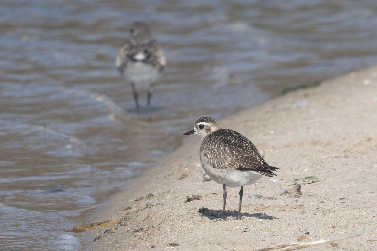American Golden-Plover - ML626103694