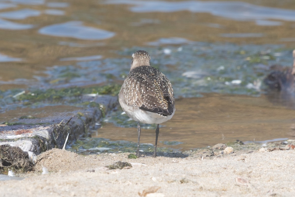 American Golden-Plover - ML626103701