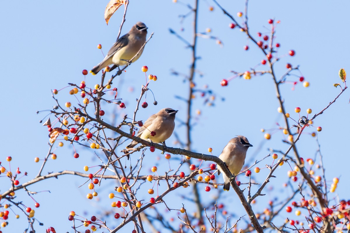 Cedar Waxwing - ML626103702