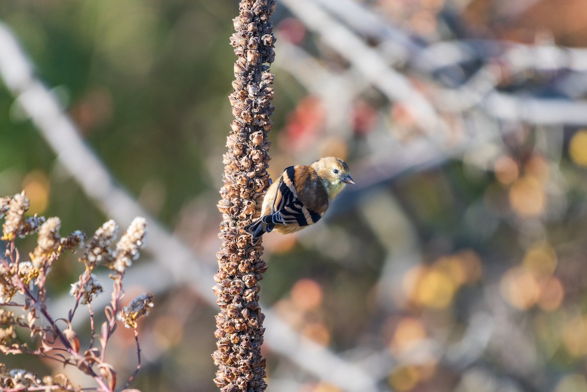 American Goldfinch - ML626103708