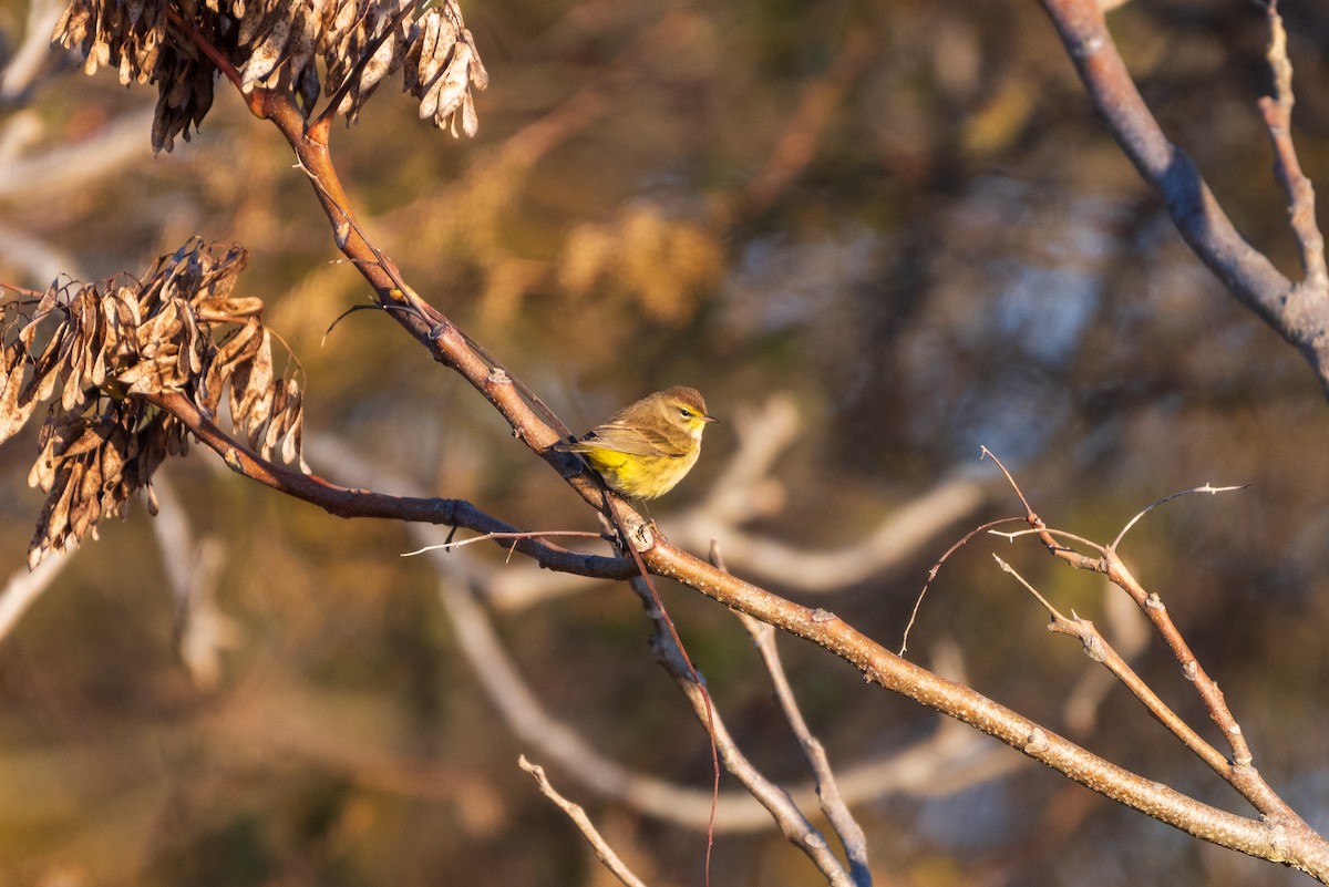 Palm Warbler - ML626103711