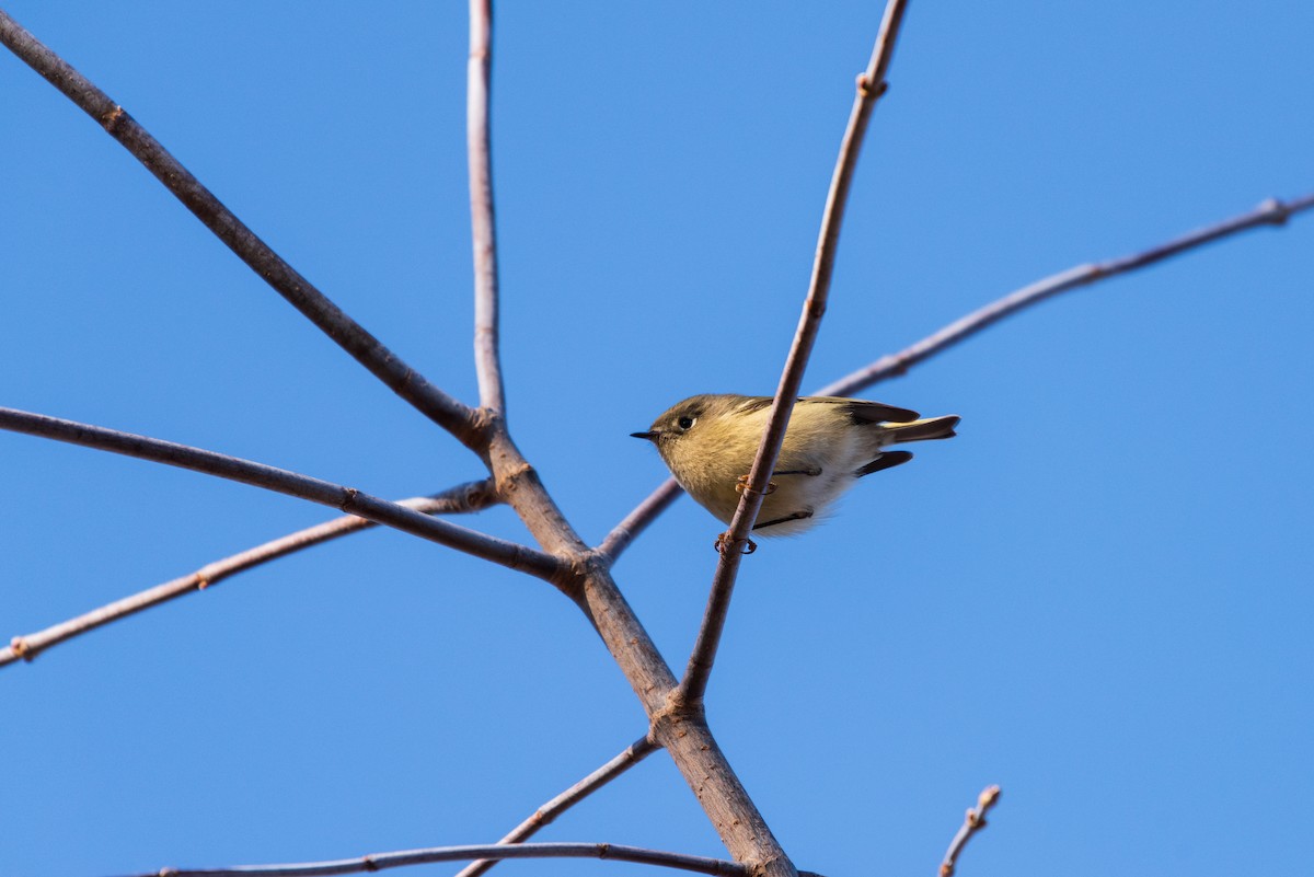 Ruby-crowned Kinglet - ML626103742