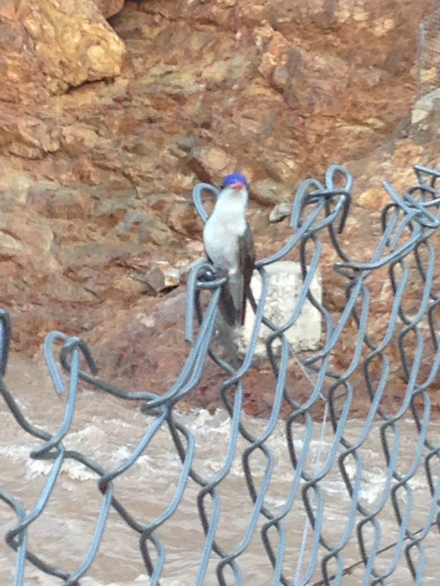 Violet-crowned Hummingbird - ML626103753