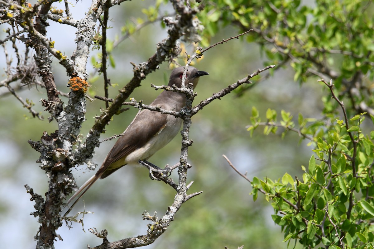 Ash-colored Cuckoo - ML626103767