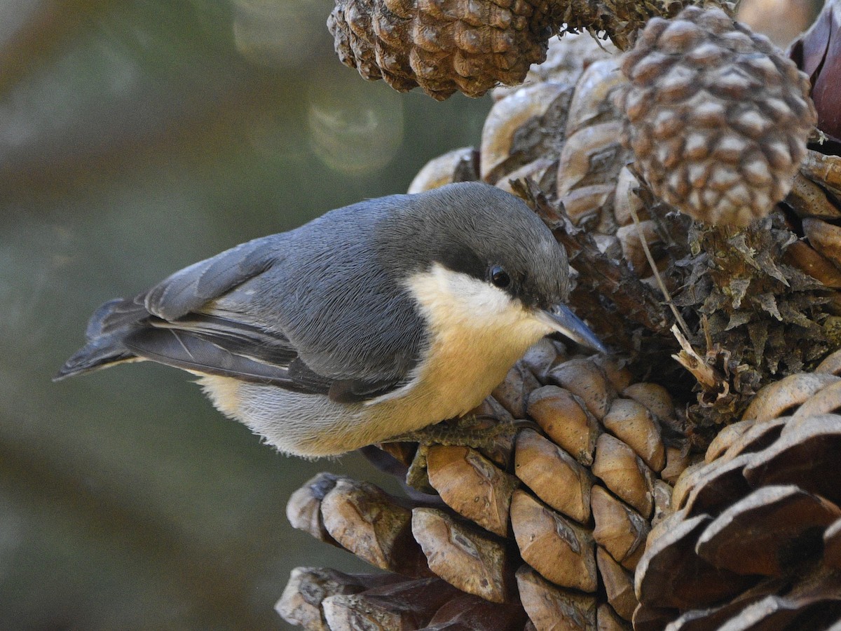 Pygmy Nuthatch - ML626103771