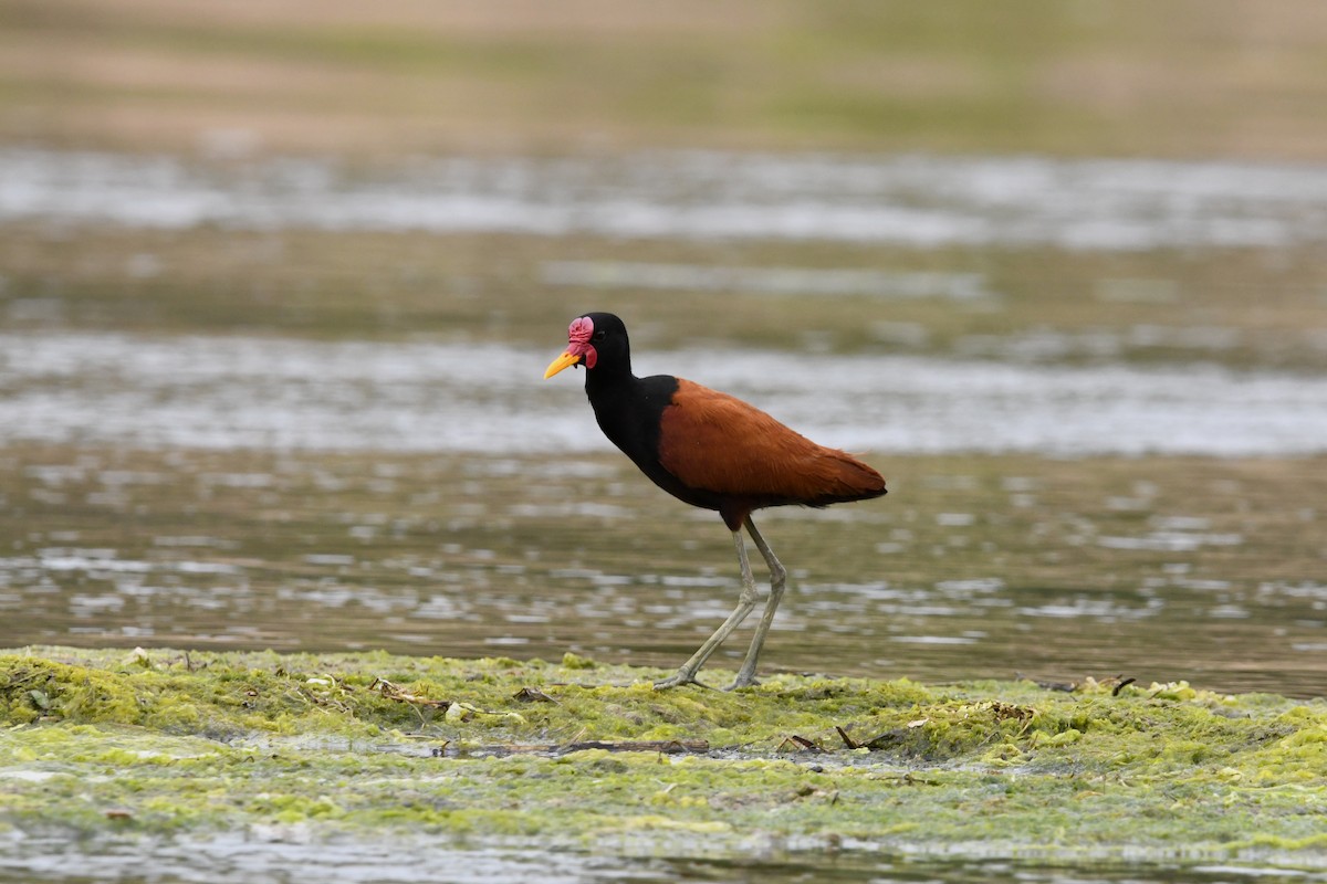 Wattled Jacana - ML626103774